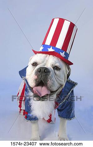 Portrait of a bulldog wearing an Uncle Sam outfit View Large Photo Image Stock Photo - Portrait of a bulldog wearing an Uncle Sam outfit. Fotosearch