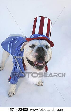 Portrait of a bulldog wearing an Uncle Sam outfit View Large Photo Image Stock Photo - Portrait of a bulldog wearing an Uncle Sam outfit. Fotosearch