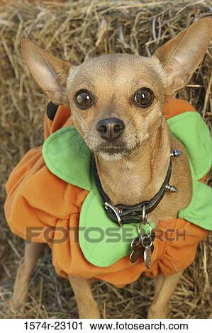 Portrait of a chihuahua wearing a costume View Large Photo Image Stock Image - Portrait of a chihuahua wearing a costume. Fotosearch