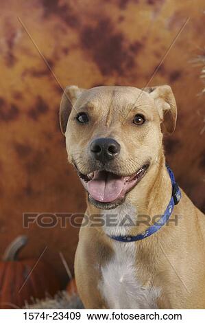 Portrait of a dog panting View Large Photo Image Stock Photo - Portrait of a dog panting. Fotosearch