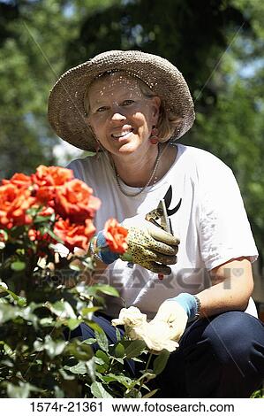 Portrait of a mature woman crouching and holding a pair of pruning shears View Large Photo Image Stock Image - Portrait of a mature woman crouching and holding a pair of pruning shears. Fotosearch