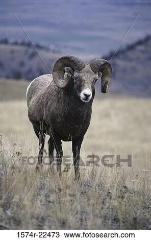 Portrait of a Mountain Sheep, National Bison Range, Montana, USA View Large Photo Image Stock Image - Portrait of a Mountain Sheep, National Bison Range, Montana, USA. Fotosearch