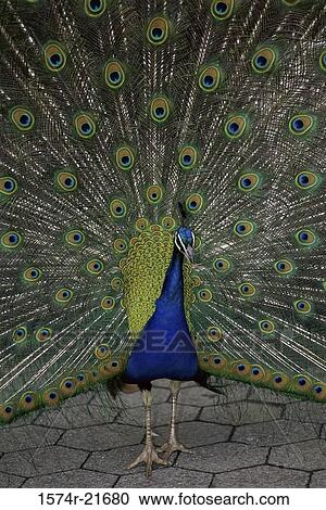 Stock Image - Portrait of a peacock with its feathers fanned out. Fotosearch