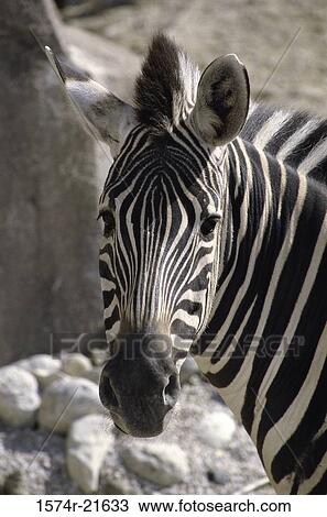 Portrait of a zebra View Large Photo Image Stock Image - Portrait of a zebra. Fotosearch