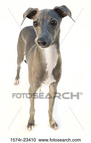 Portrait of an Italian Greyhound View Large Photo Image Stock Image - Portrait of an Italian Greyhound. Fotosearch