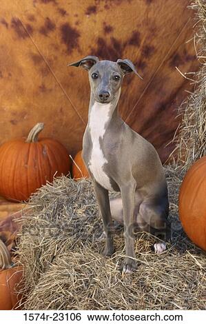 Stock Photograph - Portrait of an Italian Greyhound sitting on hay beside pumpkins. Fotosearch
