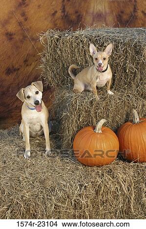 Picture - Portrait of two dogs sitting on hay. Fotosearch