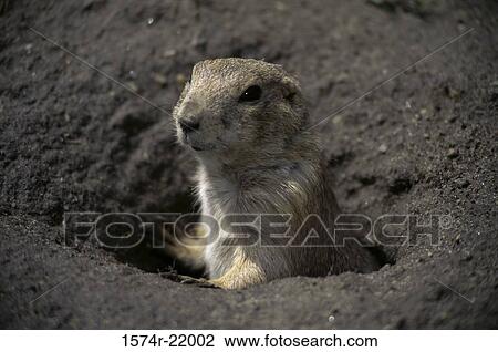Prairie dog in a hole View Large Photo Image Stock Image - Prairie dog in a hole. Fotosearch