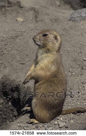 Prairie dog standing View Large Photo Image Stock Photo - Prairie dog standing. Fotosearch