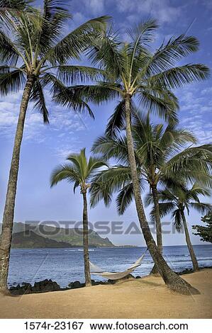 Princeville Beach Kauai Hawaii, USA View Large Photo Image Stock Photo - Princeville Beach Kauai Hawaii, USA. Fotosearch