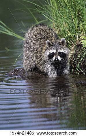 Stock Photography - Raccoon in the water. Fotosearch