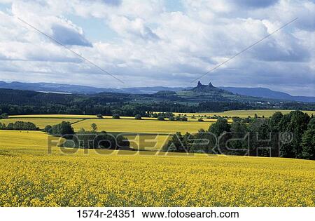 Rapeseed in a field, Czech Republic View Large Photo Image Stock Image - Rapeseed in a field, Czech Republic. Fotosearch