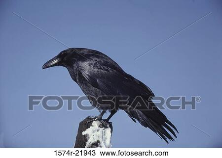 Stock Image - Raven on a tree stump. Fotosearch