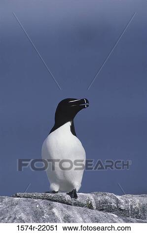 Razorbill perched on a rock View Large Photo Image Stock Image - Razorbill perched on a rock. Fotosearch