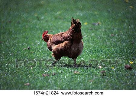 Rear view of a chicken View Large Photo Image Picture - Rear view of a chicken. Fotosearch