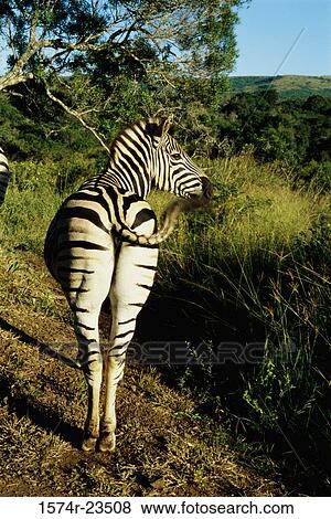Stock Photo - Rear view of a Plains Zebra standing in a forest, Hluhluwe National Park, South Africa (Equus burchelli). Fotosearch