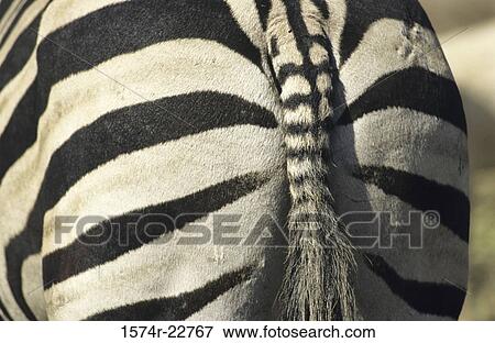 Rear view of a zebra View Large Photo Image Stock Photo - Rear view of a zebra. Fotosearch