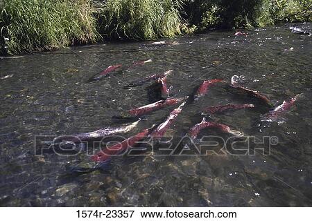 Red salmon in a river, Alaska, USA View Large Photo Image Stock Photo - Red salmon in a river, Alaska, USA. Fotosearch
