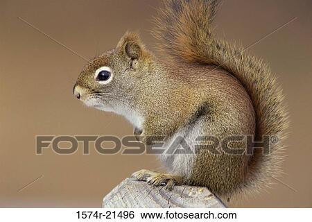 Red Squirrel on a tree stump View Large Photo Image Stock Photograph - Red Squirrel on a tree stump. Fotosearch