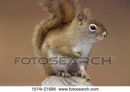 Stock Photography - Red Squirrel on a tree stump. Fotosearch