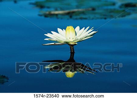 Stock Image - Reflection of a water lily in water. Fotosearch