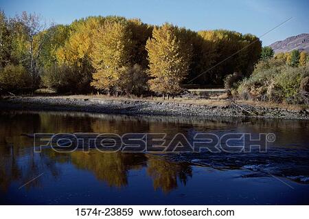 Stock Photo - Reflection of trees in the river, Salmon River, Salmon, Idaho, USA. Fotosearch