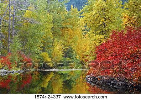 Reflection of trees in water, Nason Creek, Stevens Pass, Washington, USA View Large Photo Image Stock Photo - Reflection of trees in water, Nason Creek, Stevens Pass, Washington, USA. Fotosearch