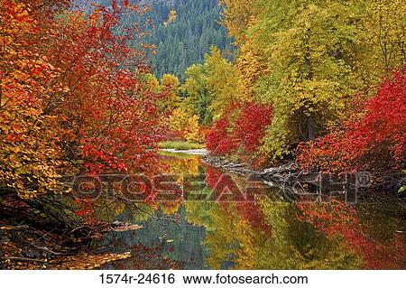 Reflection of trees in water, Nason Creek, Stevens Pass, Washington, USA View Large Photo Image Stock Photograph - Reflection of trees in water, Nason Creek, Stevens Pass, Washington, USA. Fotosearch