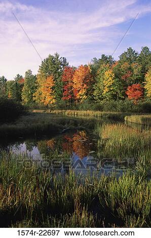 Reflection of trees in water, Wisconsin, USA View Large Photo Image Stock Photo - Reflection of trees in water, Wisconsin, USA. Fotosearch