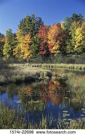 Reflection of trees in water, Wisconsin, USA View Large Photo Image Stock Photo - Reflection of trees in water, Wisconsin, USA. Fotosearch