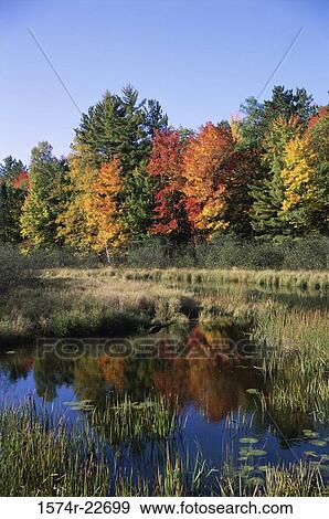 Stock Photo - Reflection of trees in water, Wisconsin, USA. Fotosearch