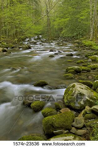 River running through a forest, Little Pigeon River, Great Smoky Mountains National Park, Tennessee, USA View Large Photo Image Stock Photograph - River running through a forest, Little Pigeon River, Great Smoky Mountains National Park, Tennessee, USA. Fotosearch