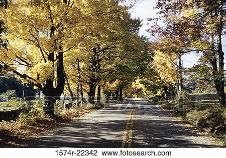 Road lined with trees, Dublin, New Hampshire, USA View Large Photo Image Stock Image - Road lined with trees, Dublin, New Hampshire, USA. Fotosearch