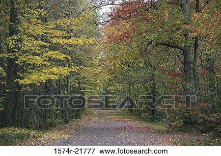 Road lined with trees on both sides View Large Photo Image Stock Photo - Road lined with trees on both sides. Fotosearch