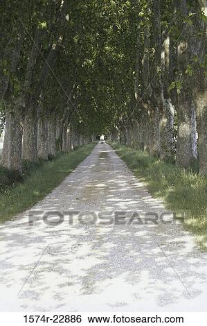 Road lined with trees on both sides, Provence, France View Large Photo Image Stock Photograph - Road lined with trees on both sides, Provence, France. Fotosearch