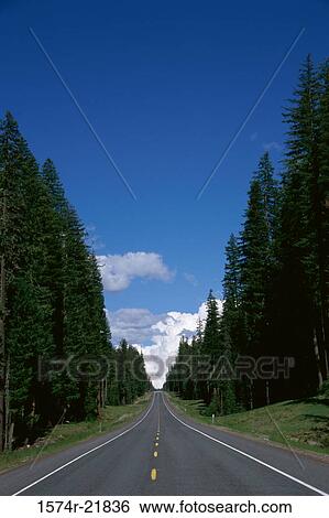 Road lined with trees, Oregon, USA View Large Photo Image Stock Photograph - Road lined with trees, Oregon, USA. Fotosearch