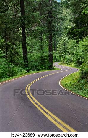 Road passing through a forest, Willamette National Forest, Oregon, USA View Large Photo Image Stock Photo - Road passing through a forest, Willamette National Forest, Oregon, USA. Fotosearch