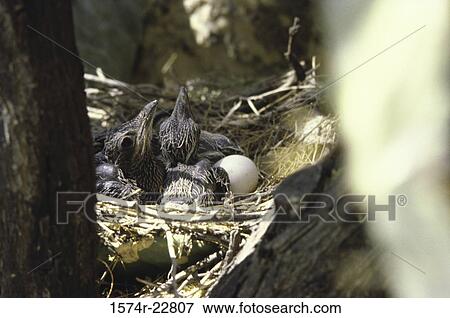 Roadrunners in a nest (Geococcyx Californianus) View Large Photo Image Stock Photo - Roadrunners in a nest (Geococcyx Californianus). Fotosearch