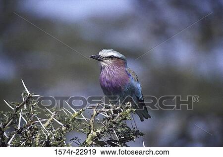 Stock Photo - Roller on a branch. Fotosearch