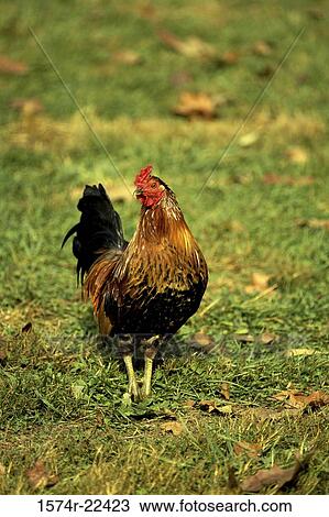 Rooster on a grassy field View Large Photo Image Stock Image - Rooster on a grassy field. Fotosearch