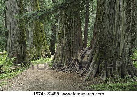 Ross Creek Cedars Scenic Area, Kootenai National Forest, Montana, USA View Large Photo Image Stock Photo - Ross Creek Cedars Scenic Area, Kootenai National Forest, Montana, USA. Fotosearch