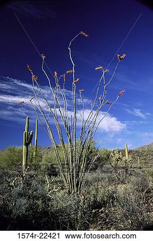 Saguaro National Park, Arizona, USA View Large Photo Image Stock Image - Saguaro National Park, Arizona, USA. Fotosearch