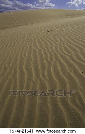 Sand dunes in the desert, Estado Falcon, Venezuela View Large Photo Image Stock Image - Sand dunes in the desert, Estado Falcon, Venezuela. Fotosearch