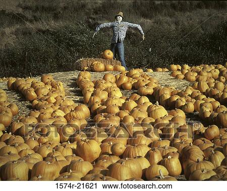 Scarecrow near pumpkins View Large Photo Image Stock Image - Scarecrow near pumpkins. Fotosearch