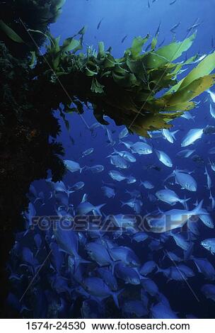 School of Blue Maomao swimming underwater (Scorpis violaceus) View Large Photo Image Stock Image - School of Blue Maomao swimming underwater (Scorpis violaceus). Fotosearch