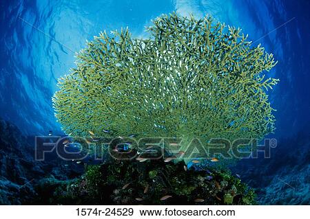School of fish swimming near coral underwater View Large Photo Image Stock Photo - School of fish swimming near coral underwater. Fotosearch