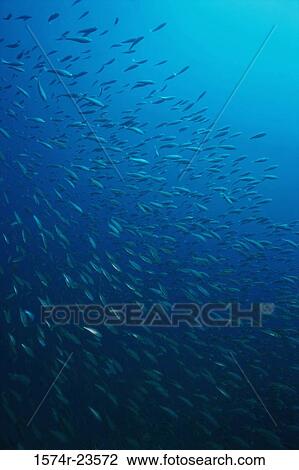 School of fish swimming underwater View Large Photo Image Stock Image - School of fish swimming underwater. Fotosearch