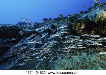 School of fish swimming underwater View Large Photo Image Stock Image - School of fish swimming underwater. Fotosearch