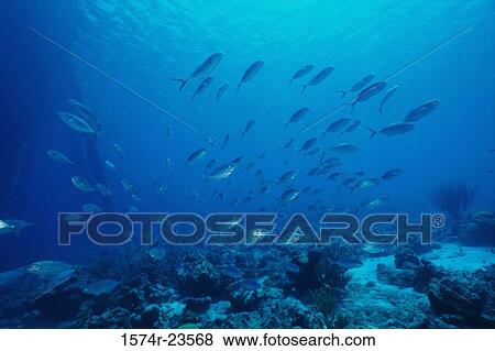 School of fish swimming underwater View Large Photo Image Stock Photo - School of fish swimming underwater. Fotosearch