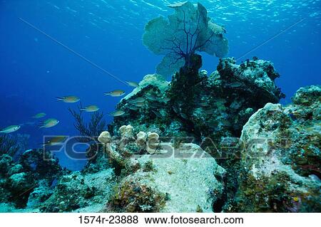 School of fish swimming underwater View Large Photo Image Stock Photo - School of fish swimming underwater. Fotosearch